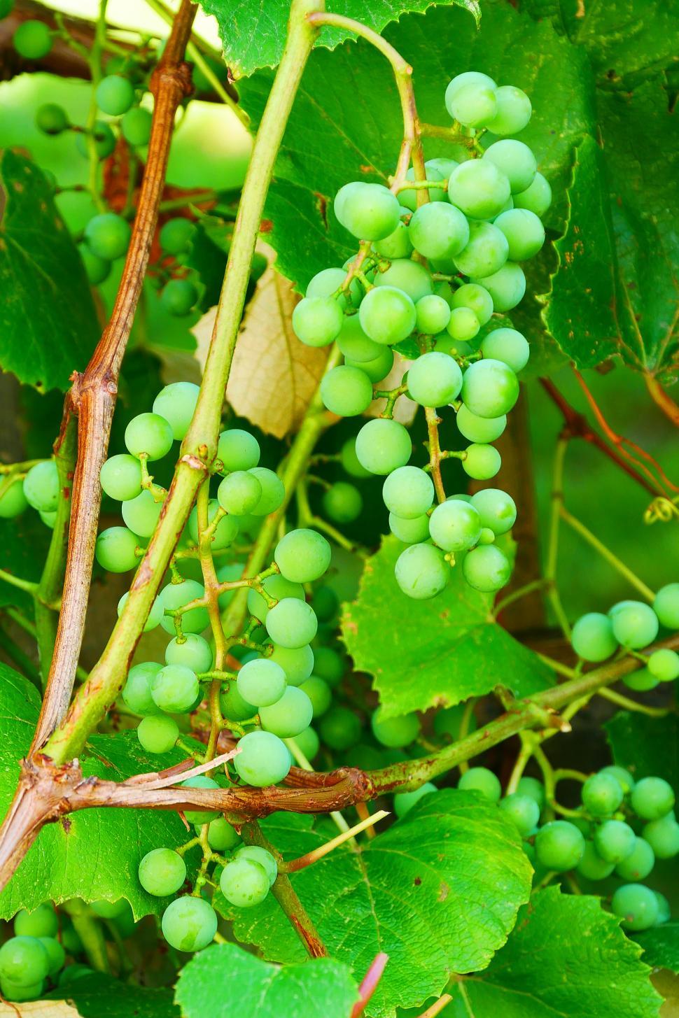 Free Image of Grape Vine with Bunch Of Green Grapes 
