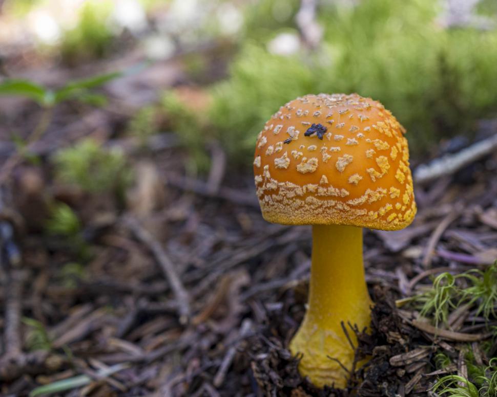 Free Image of Amanita muscaria 