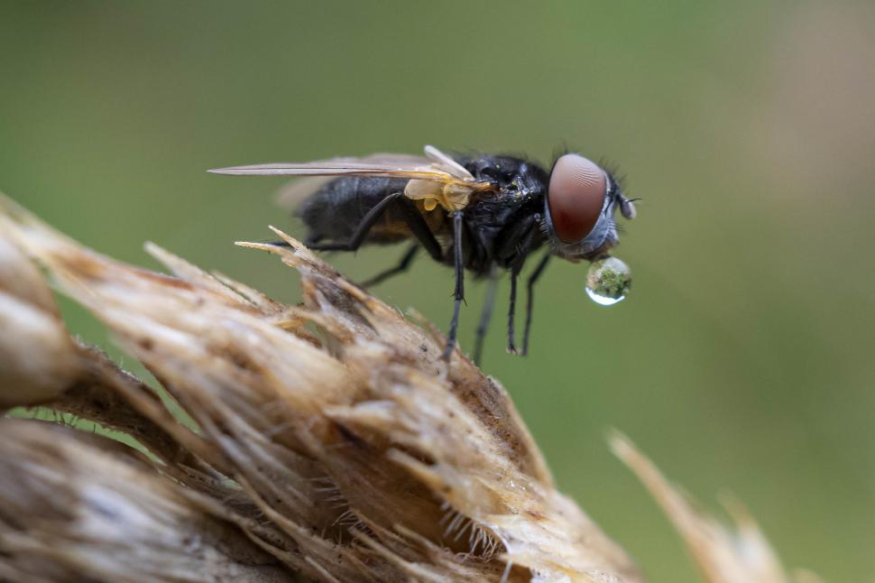 Free Image of Fly 
