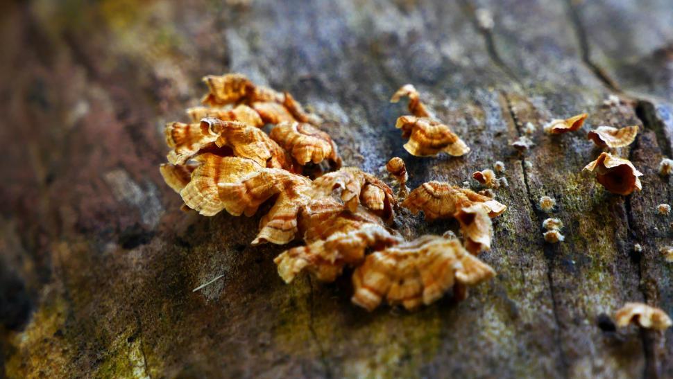 Free Image of Colony of Fungi On Dead Tree 