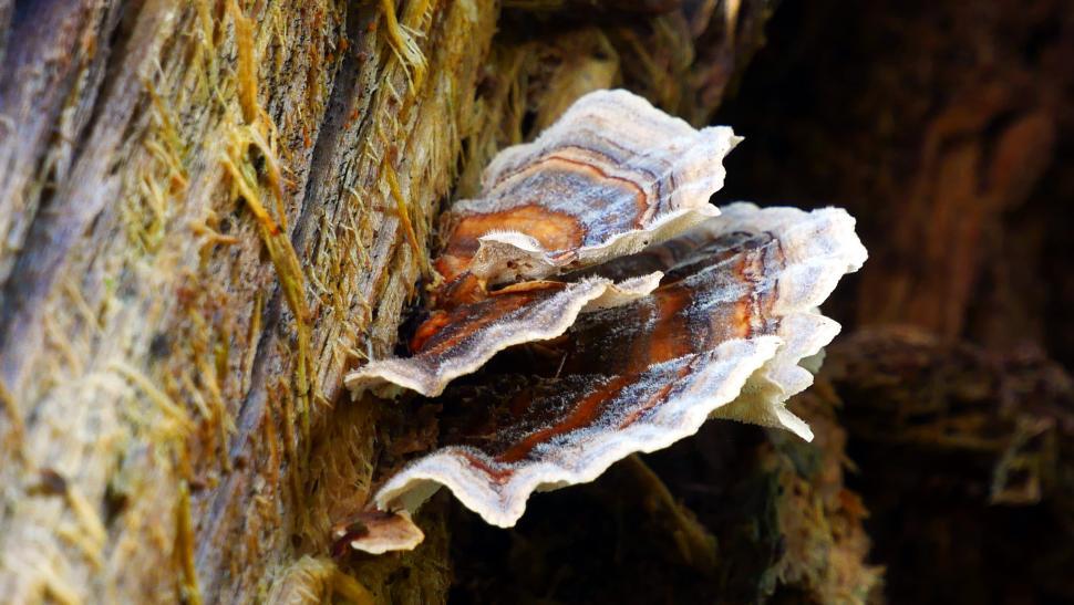 Free Image of Moss and Fungi 