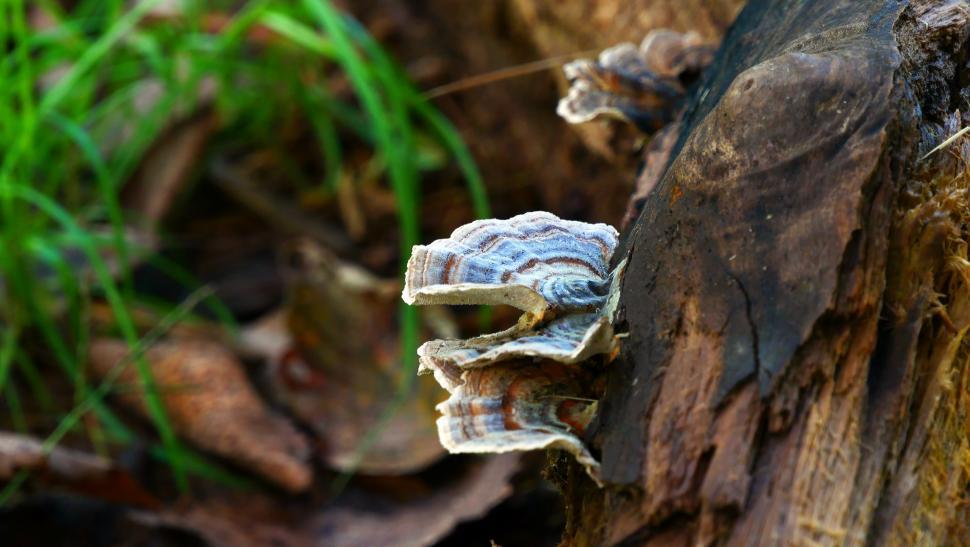 Free Image of Fungi in Forest On Dead Tree 