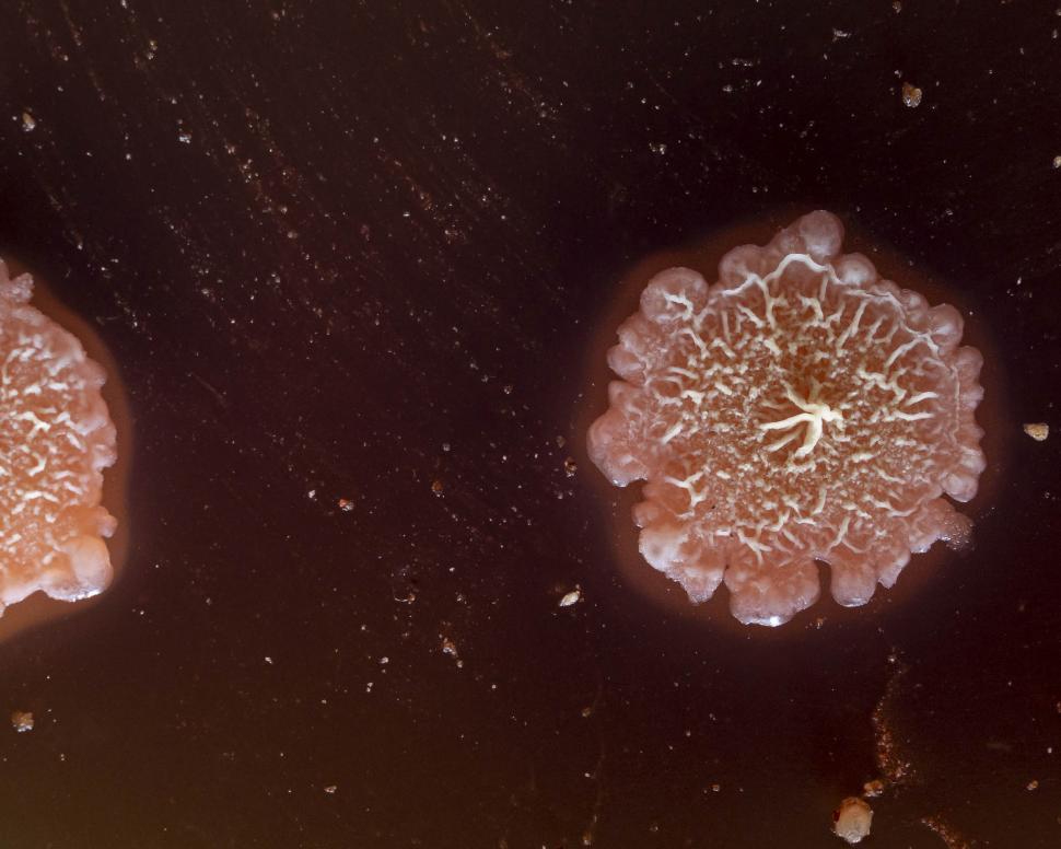 Free Image of Morphology of Geobacillus stearothermophilus 
