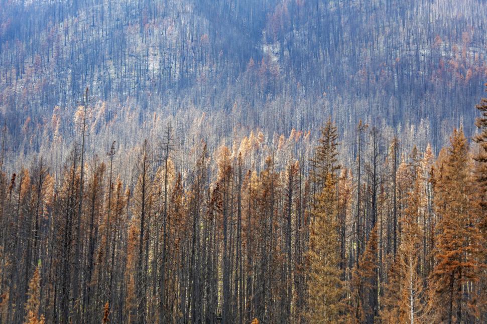 Free Image of Forest fire damage 