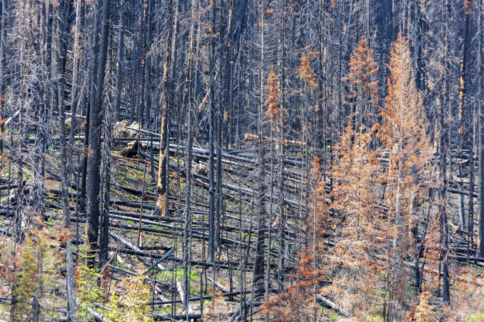 Free Image of Fire damaged forest 
