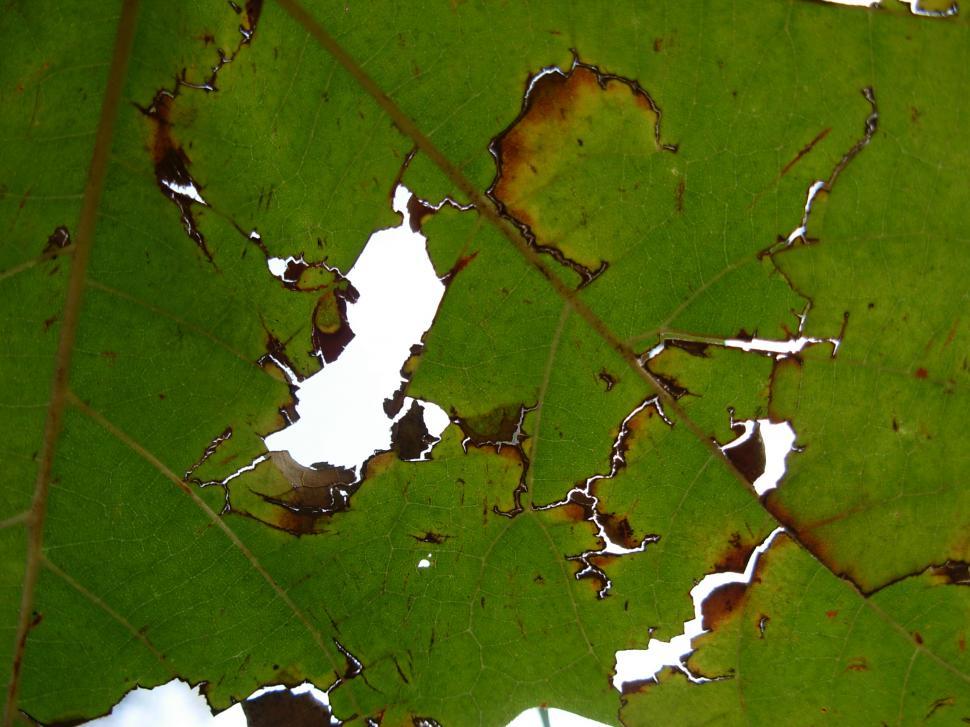Free Image of Leaf 