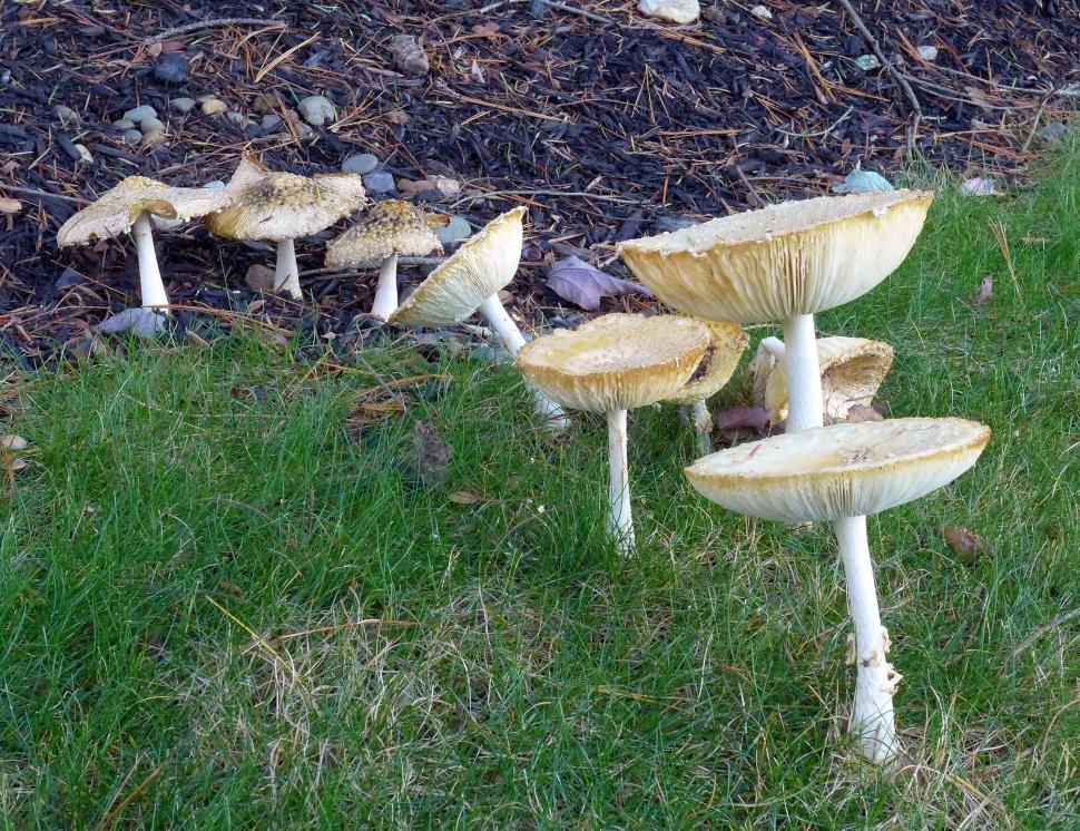 Free Image of Cluster of Poisonous Mushrooms 