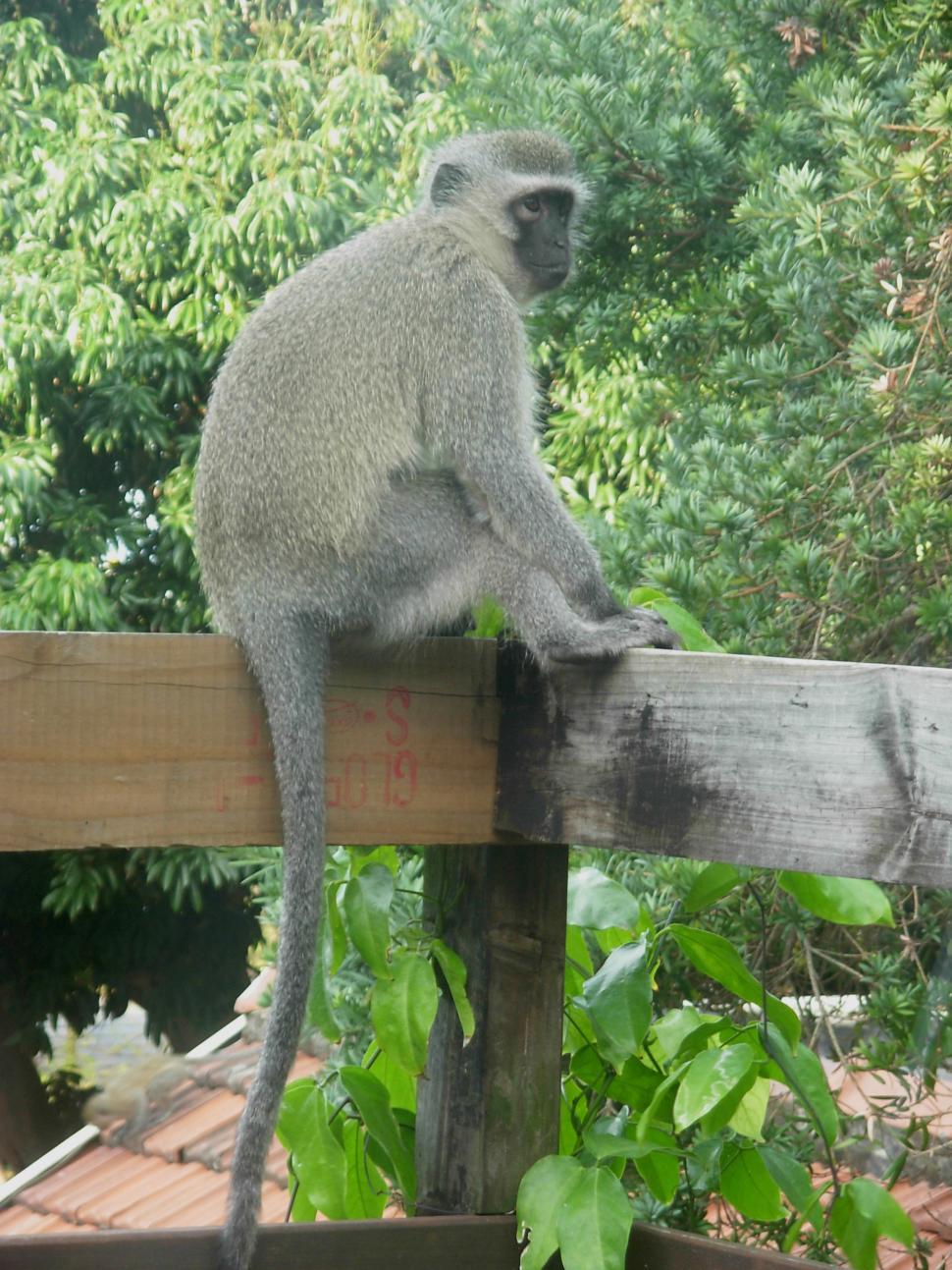 Free Image of Monkey 