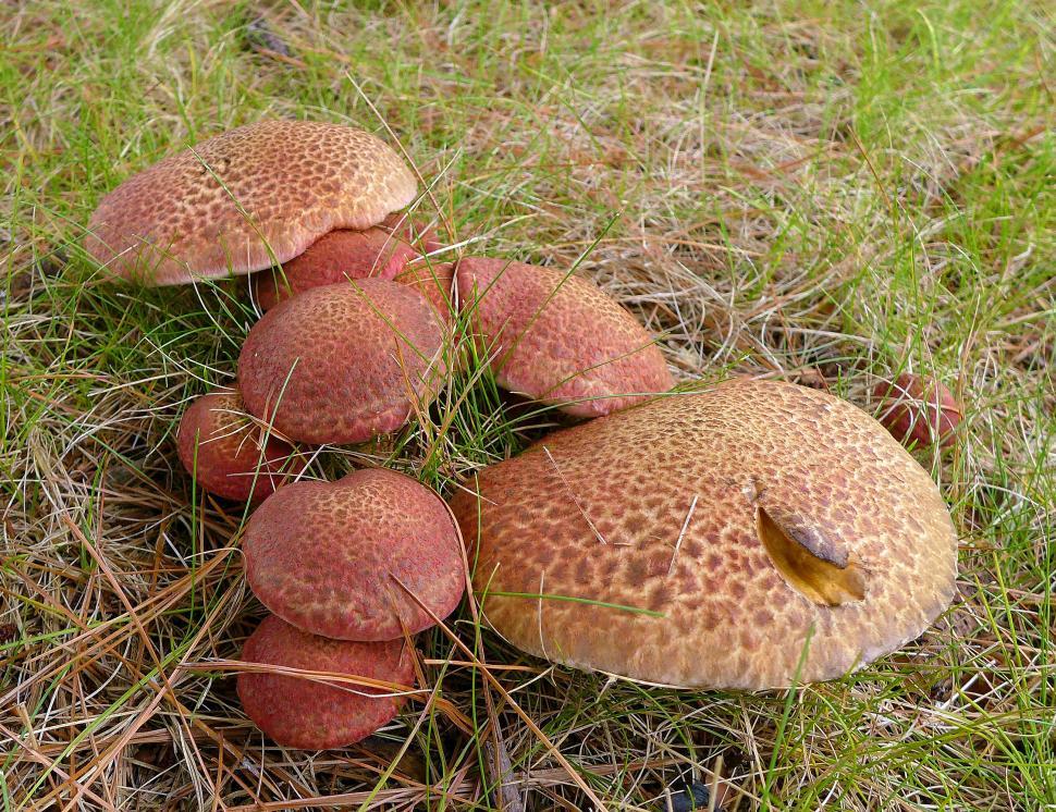 Free Image of Brown Mushrooms On Lawn 