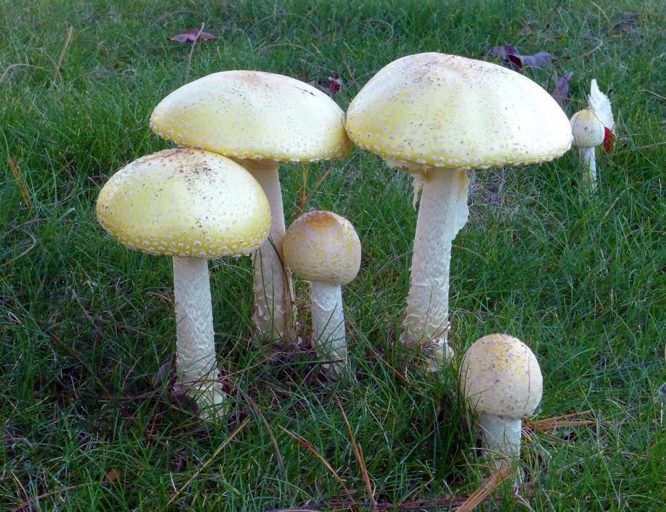 Free Image of Poisonous White Mushrooms 