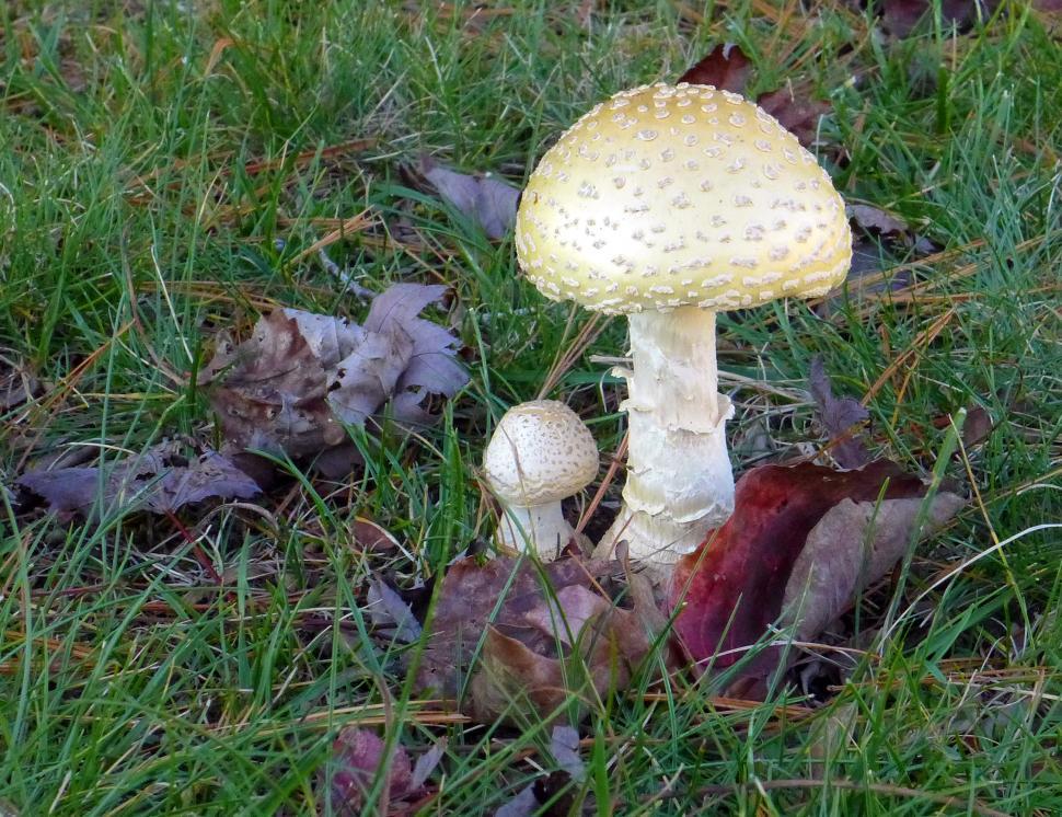 Free Image of Two White Poisonous Mushrooms 