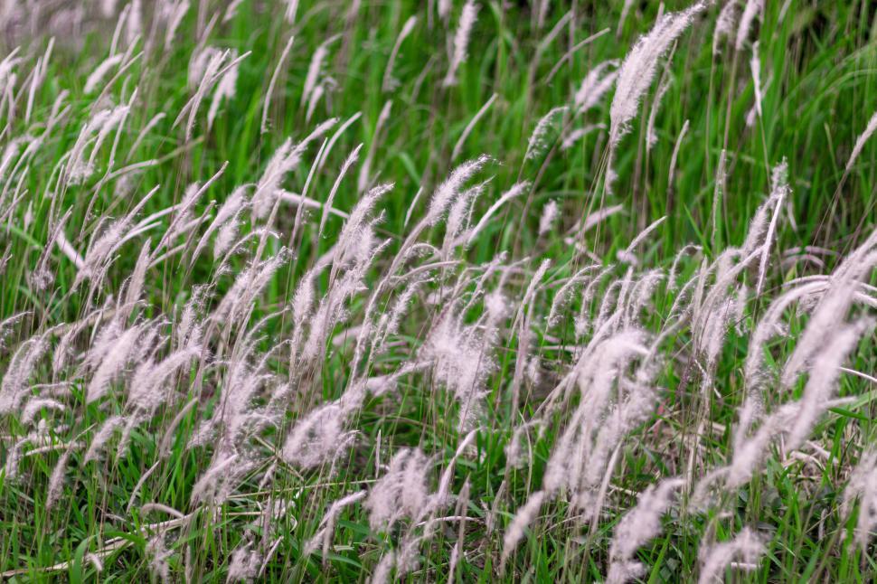 Free Image of White Cane Grass  