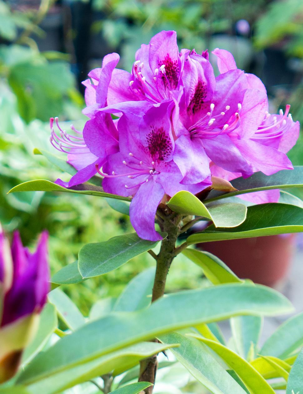 Free Image of Backyard Rhododendron Blooms 