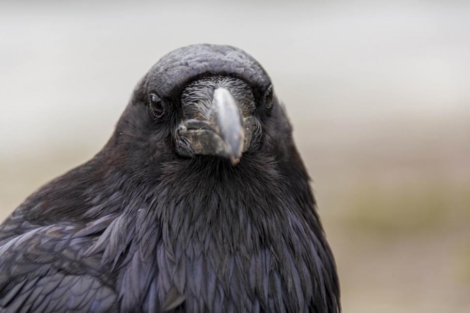 Free Image of Raven Corvus corax  