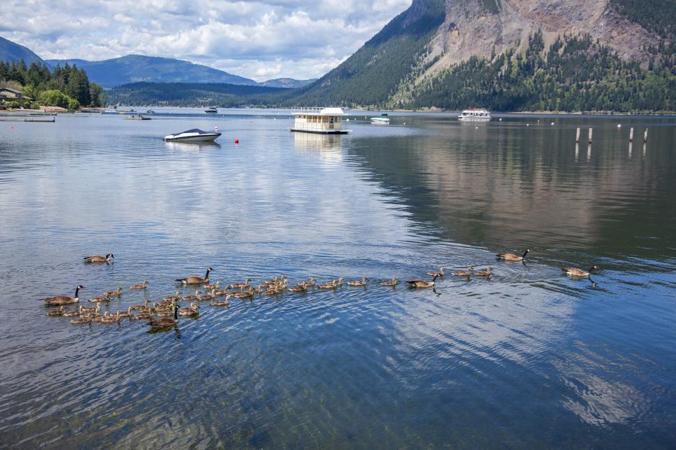 Free Image of Canada geese  