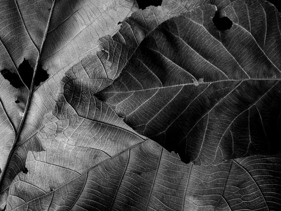 Free Image of Black and White Autumn Leaves Texture  