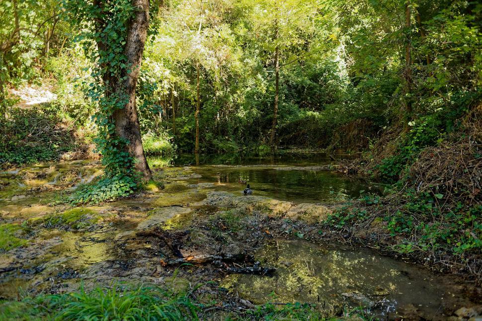 Free Image of Duckpond 
