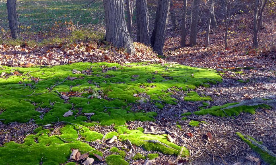 Free Image of Moss Covered Path Through Woodland 