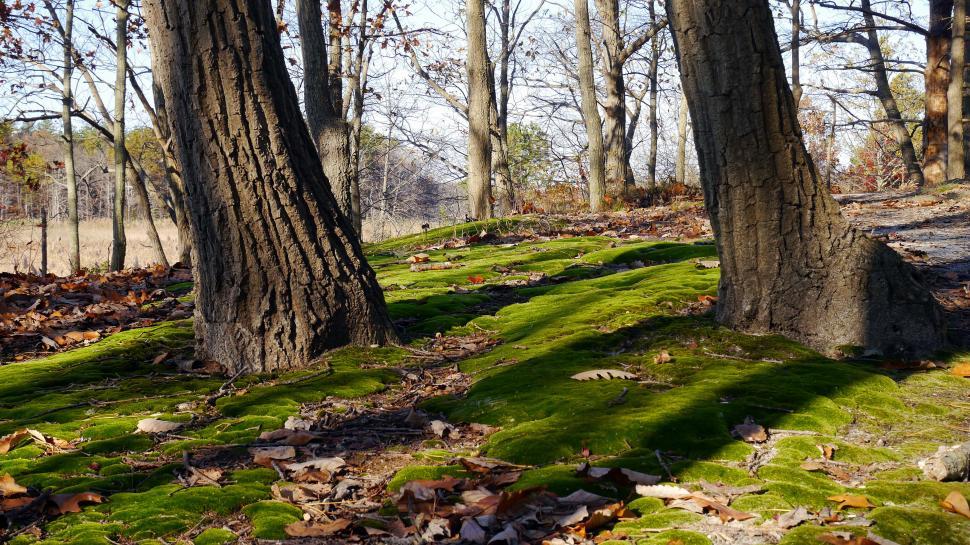 Free Image of Morning Sun Lit Path In Woodland 