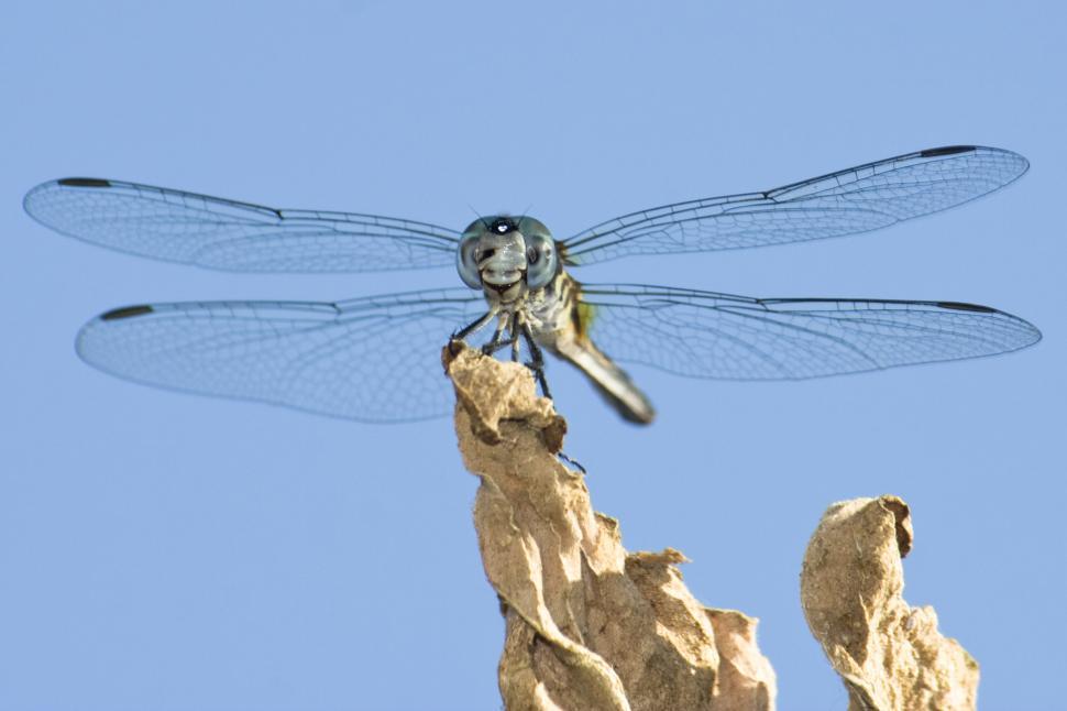 Free Image of Blue Dasher dragonfly 