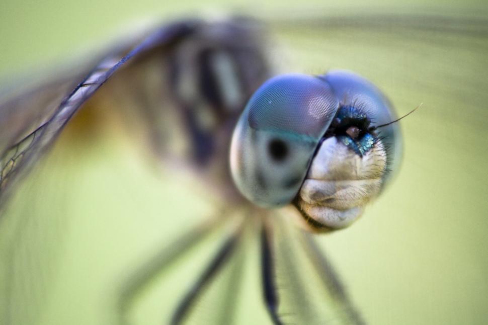 Free Image of Blue Dasher dragonfly 