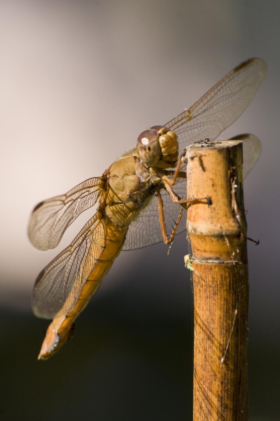 Free Image of Female Neon Skimmer Dragonfly 