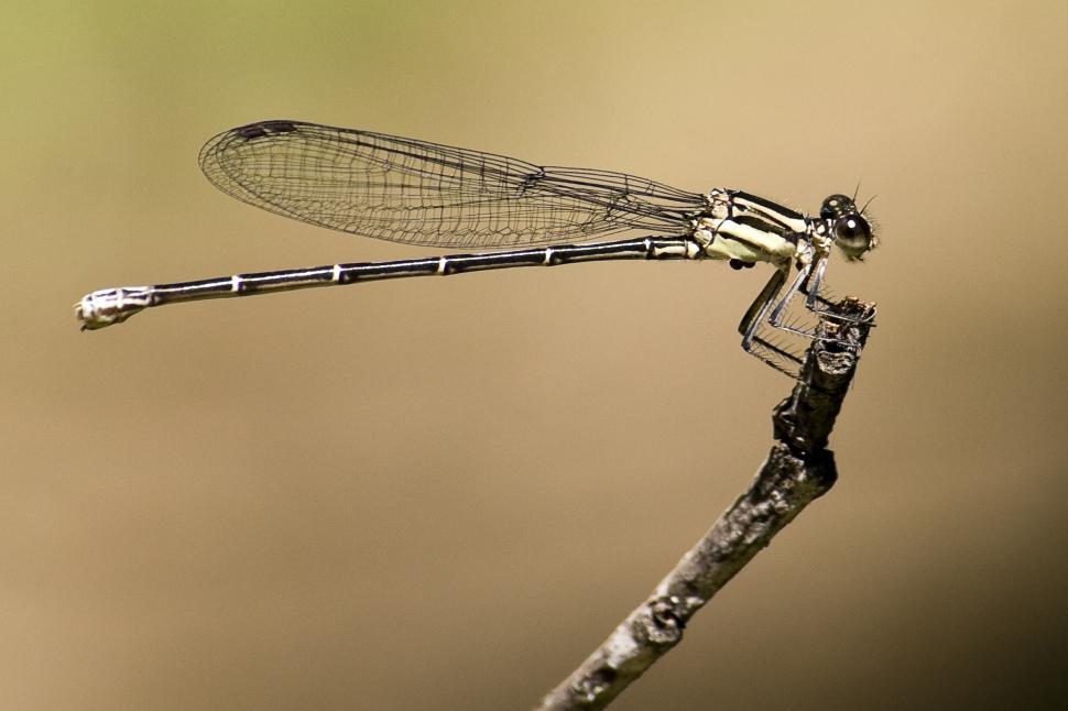 Free Image of Damselfly 