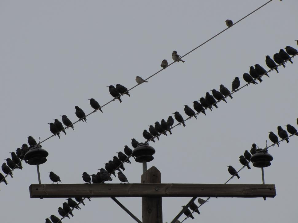 Free Image of  starling in winter on lines 
