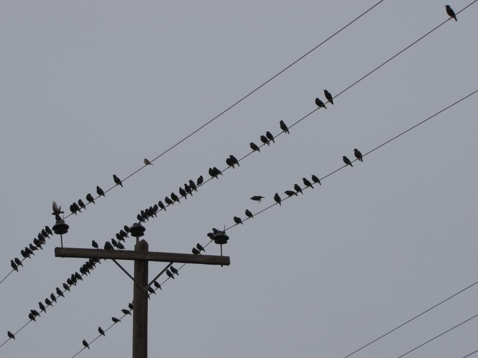Free Image of  starling in winter  