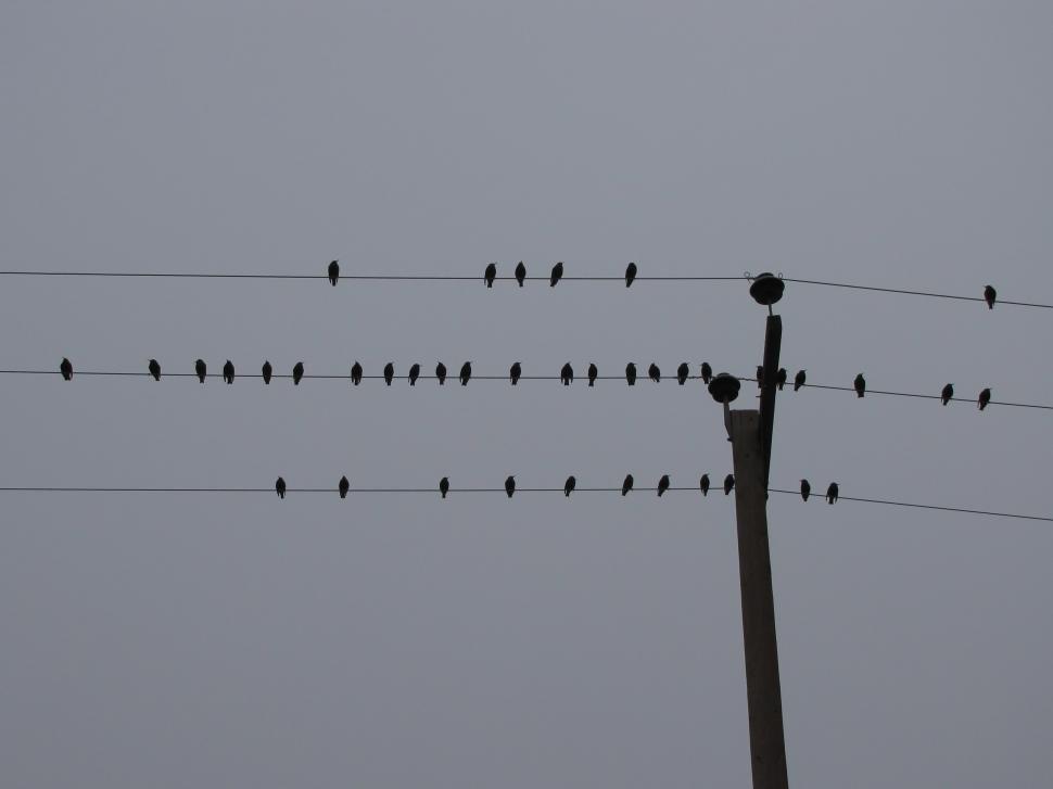 Free Image of  starling in winter  