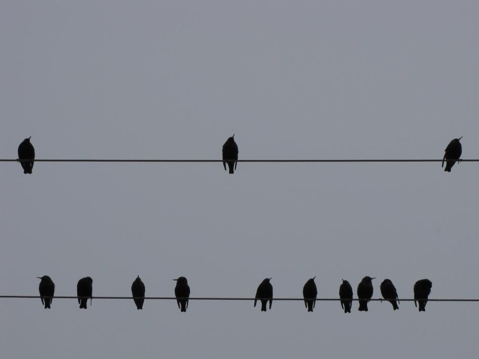 Free Image of  starling in winter  