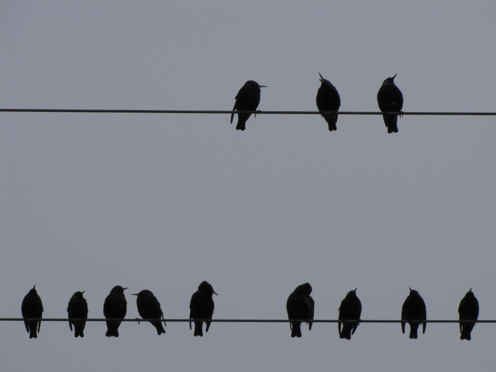 Free Image of  starling in winter  