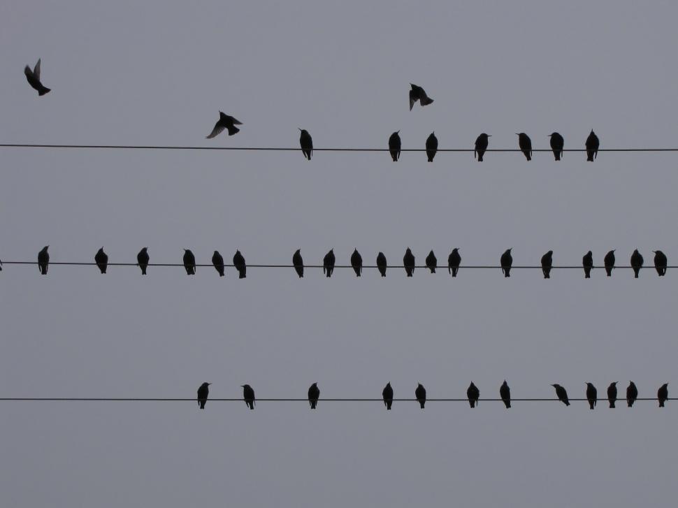 Free Image of  starling in winter - Iran Nature  