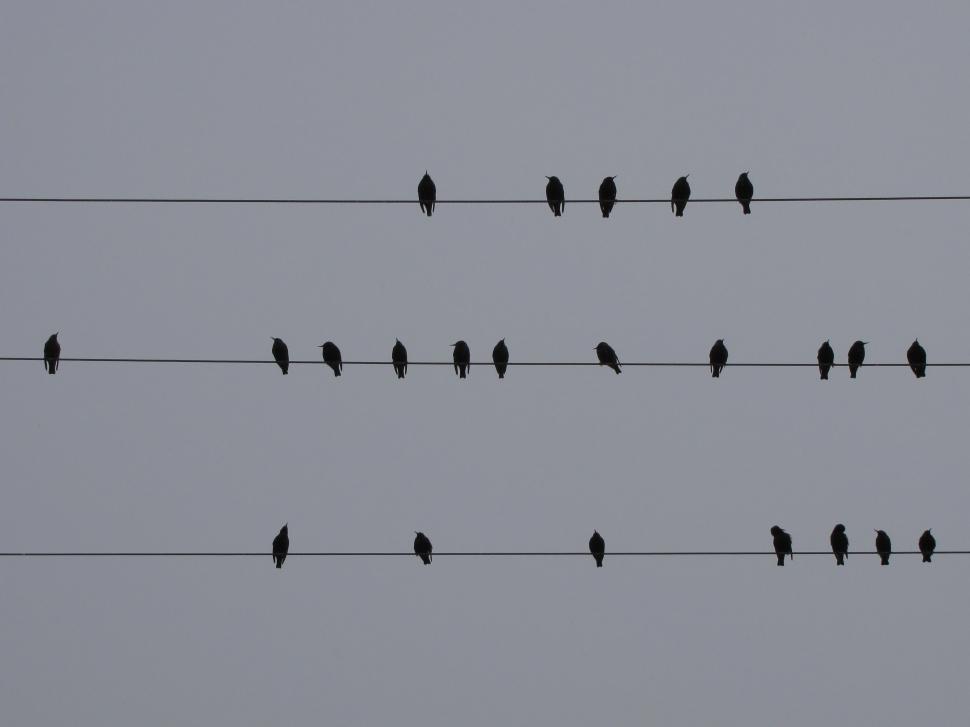Free Image of  starling in winter - Iran Nature  