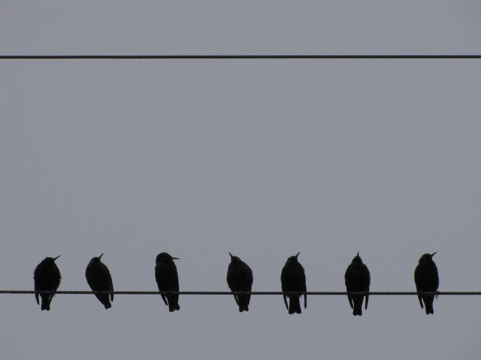 Free Image of  starling in winter  
