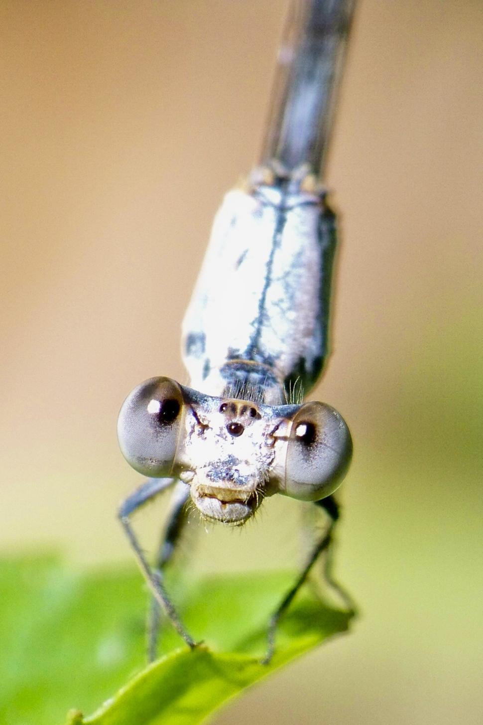 Free Image of damselfly 