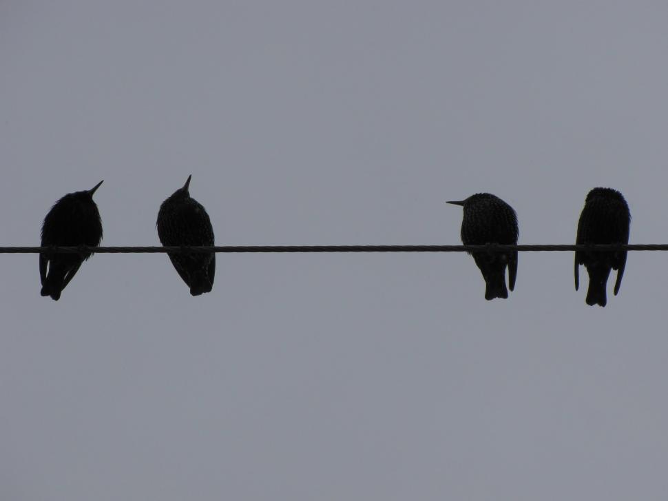 Free Image of  starling in winter  