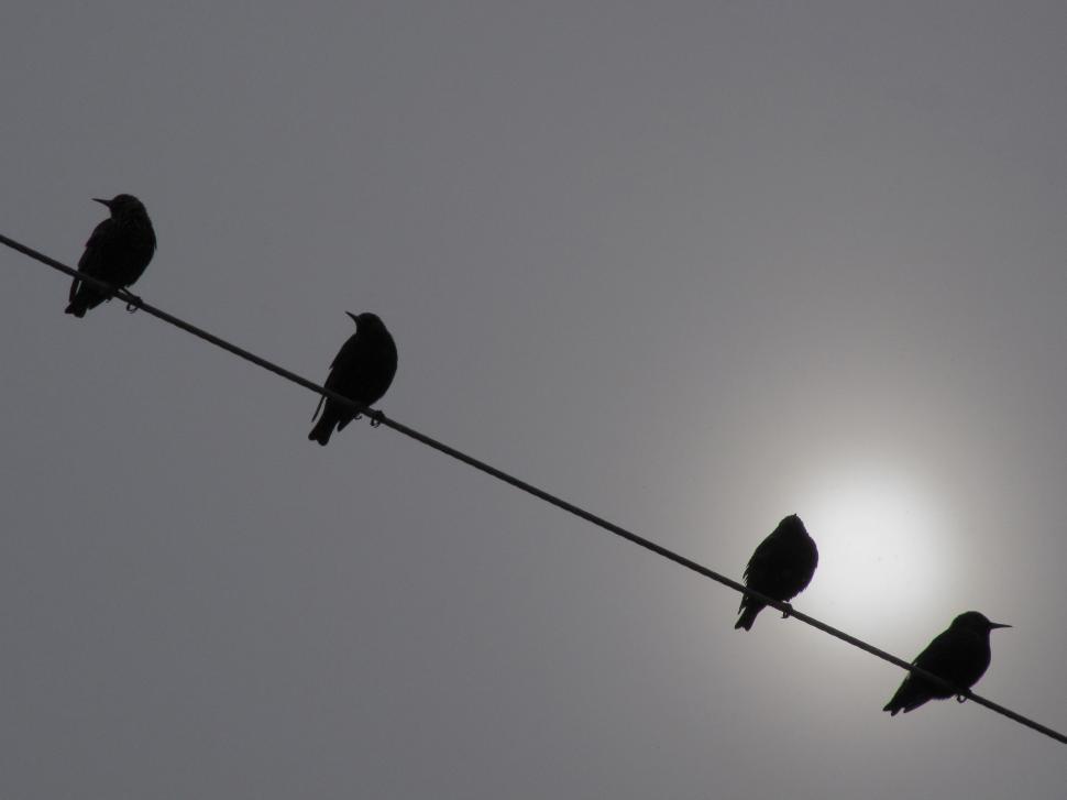 Free Image of  starling in winter  
