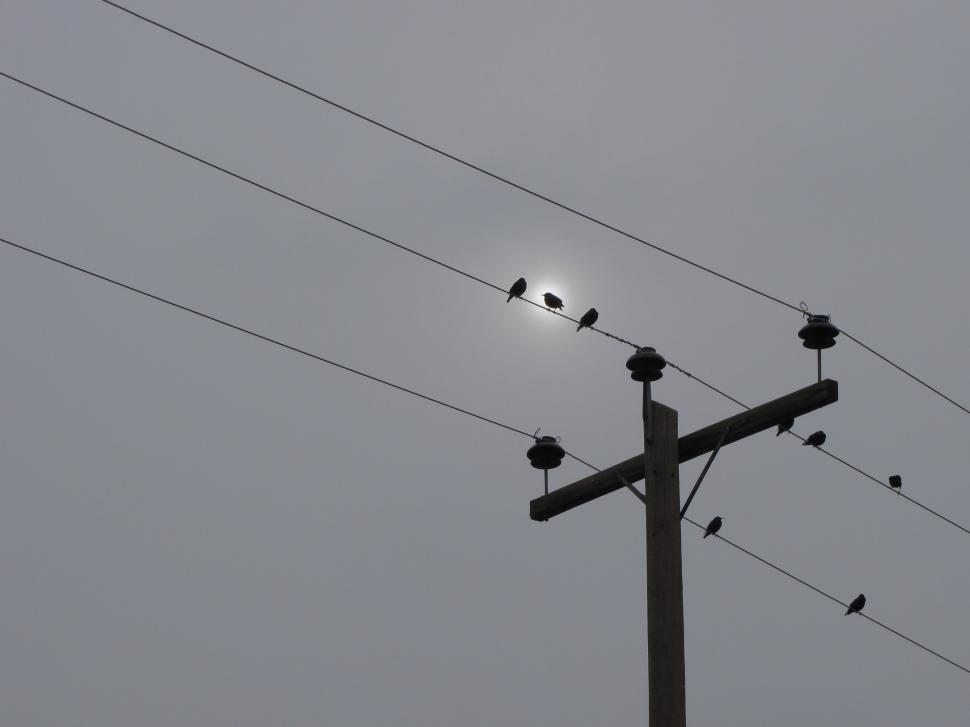 Free Image of  starling in winter  