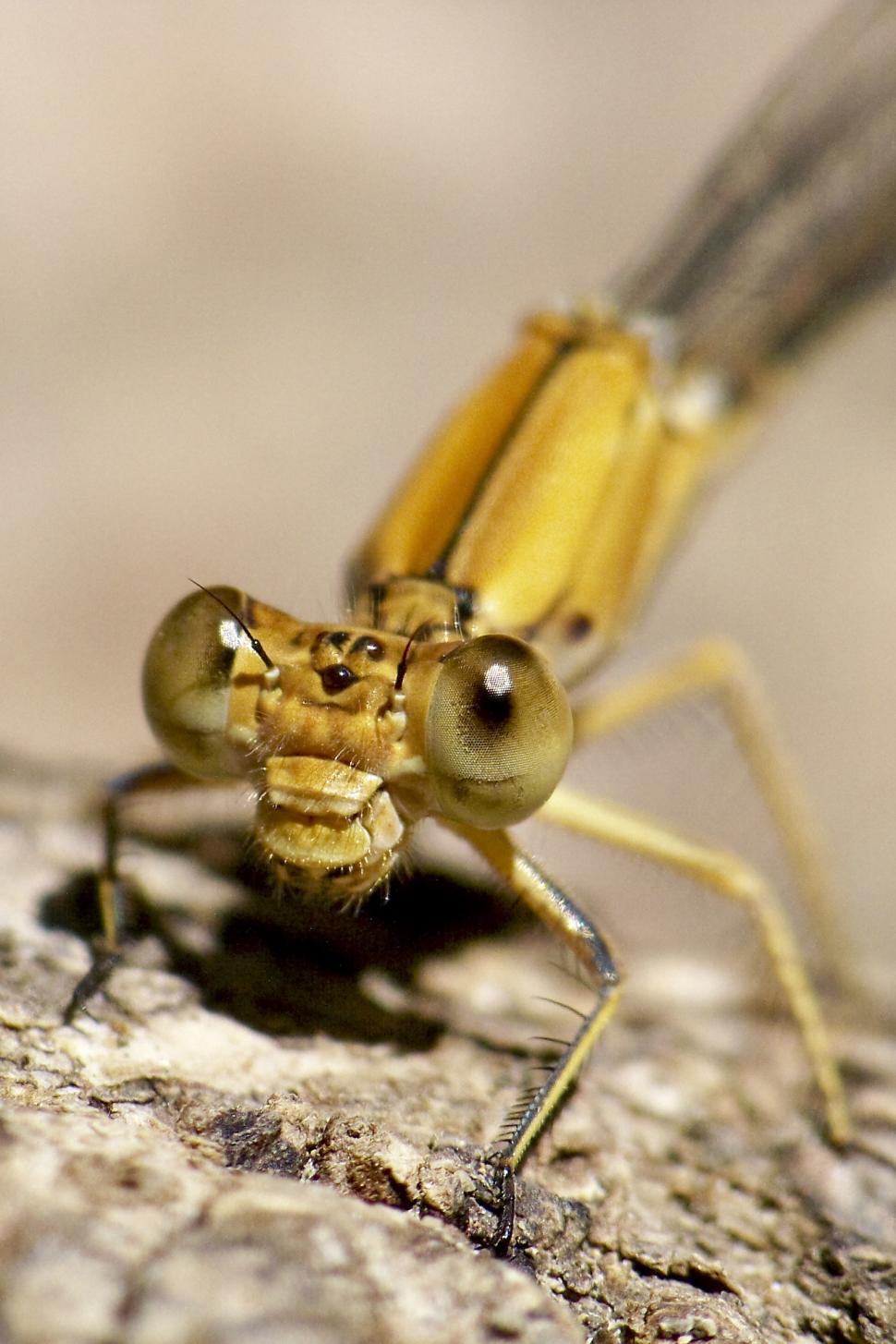 Free Image of Damselfly 