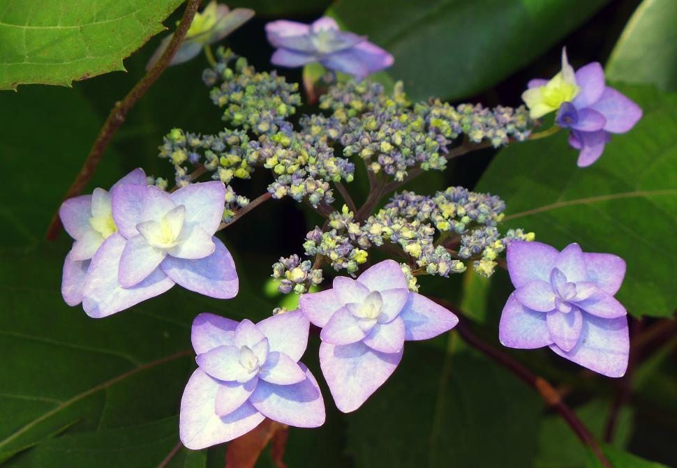 Free Image of Hydrangea Flowers And Buds 