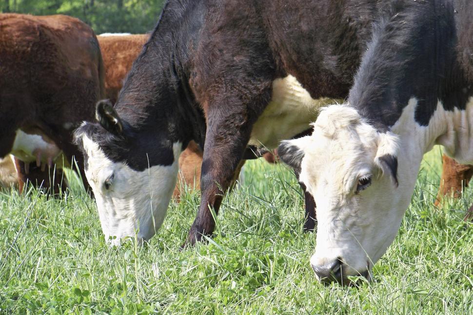 Free Image of Cows 