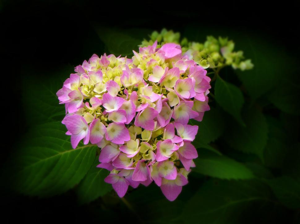 Free Image of Pink Hydrangea Flowers 
