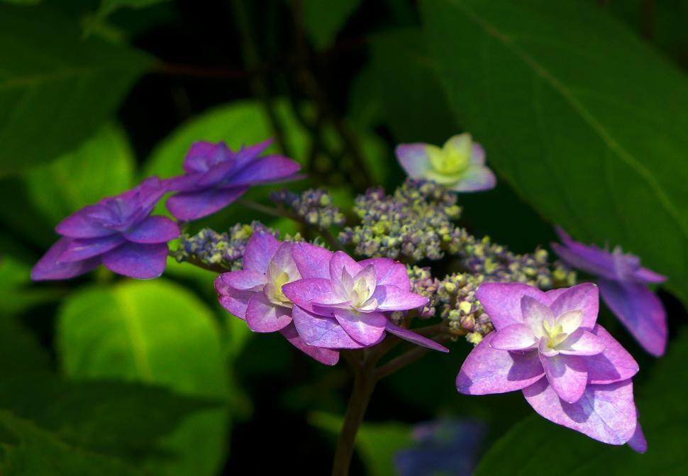 Free Image of Purple Hydrangea Flowers 