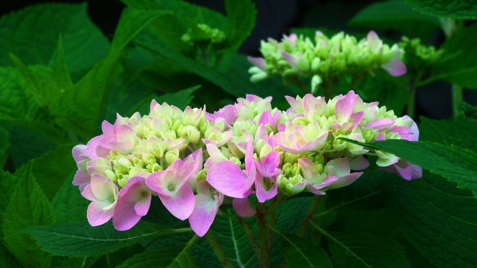 Free Image of Mulitcolor Hydrangea Flower Closeup 