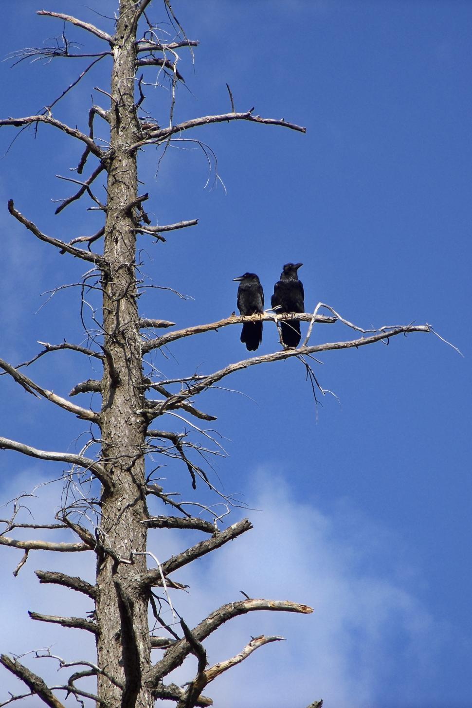 Free Image of Birds on tree 