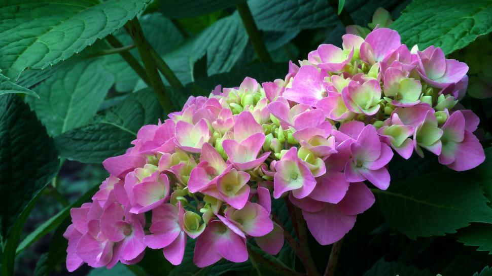 Free Image of Purple Hydrangea Flowers 