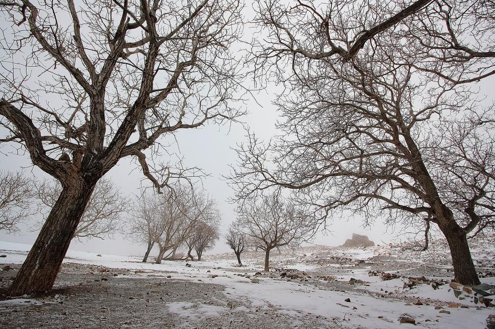 Free Image of Nature of Qom Province - Trees in Snow 