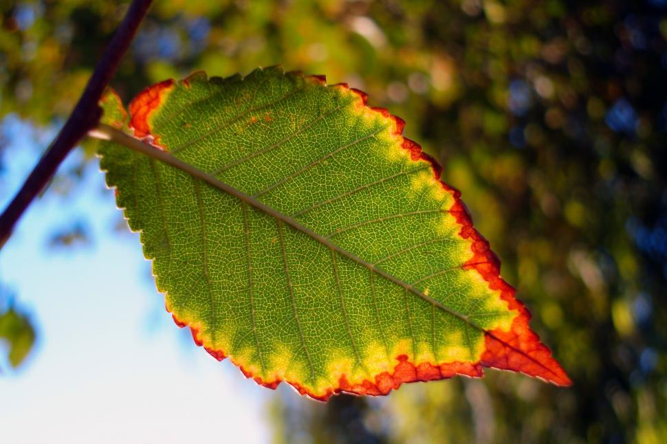 Free Image of Autumn leaf color - One Leaf 