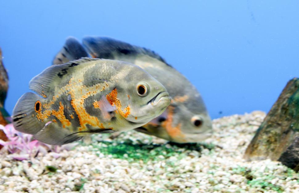 Free Image of Tiger Oscar Fish  